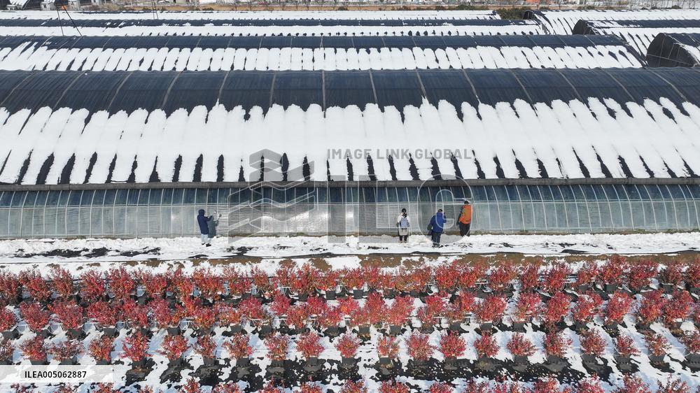 Blueberry Planting Base