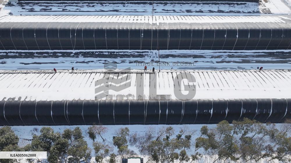 Blueberry Planting Base