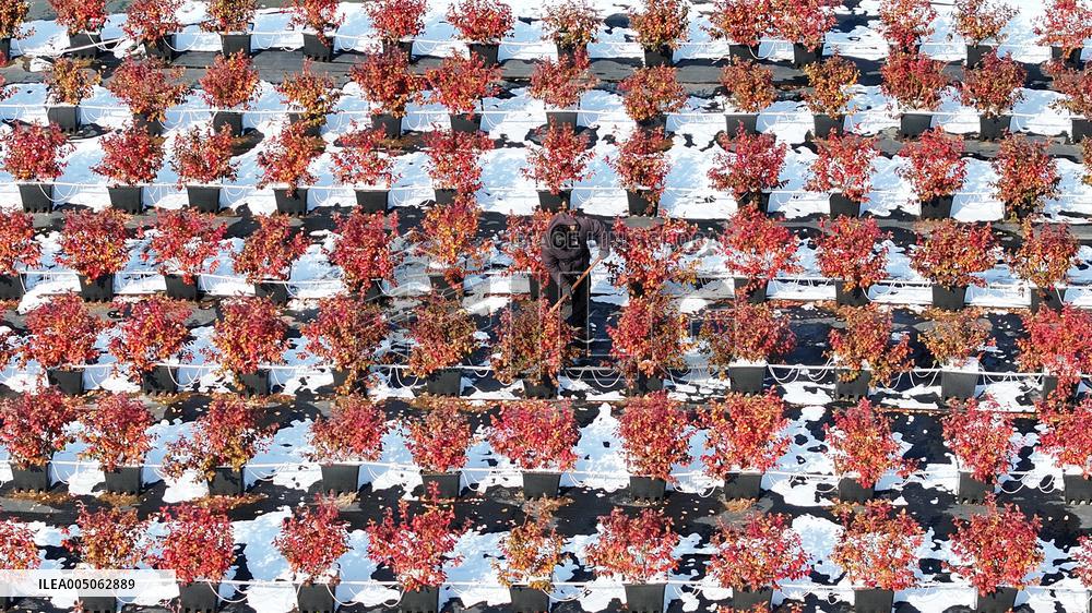 Blueberry Planting Base