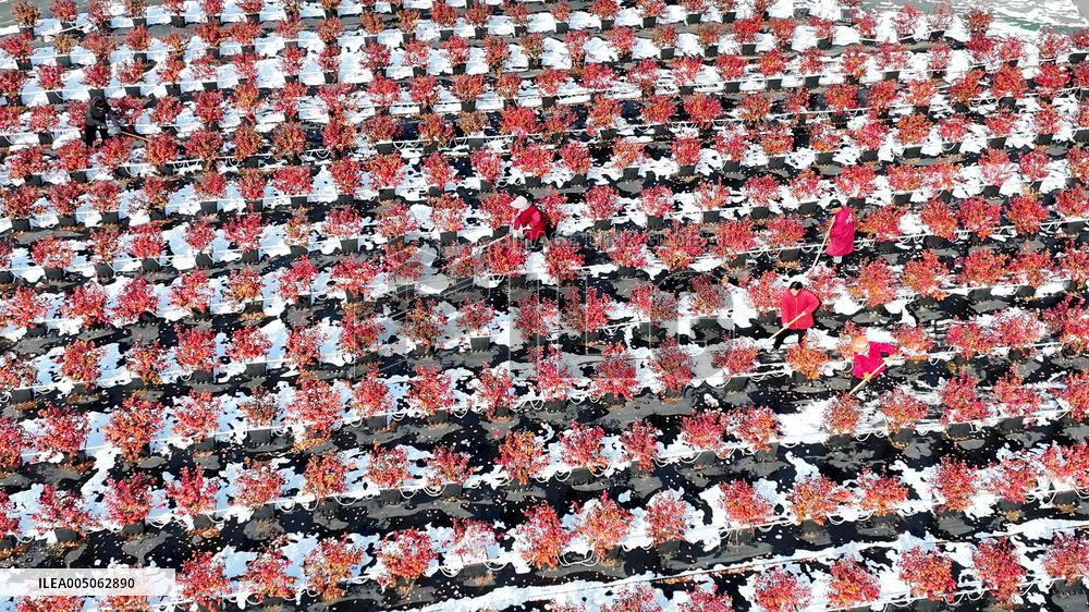 Blueberry Planting Base