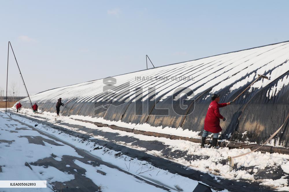 Blueberry Planting Base