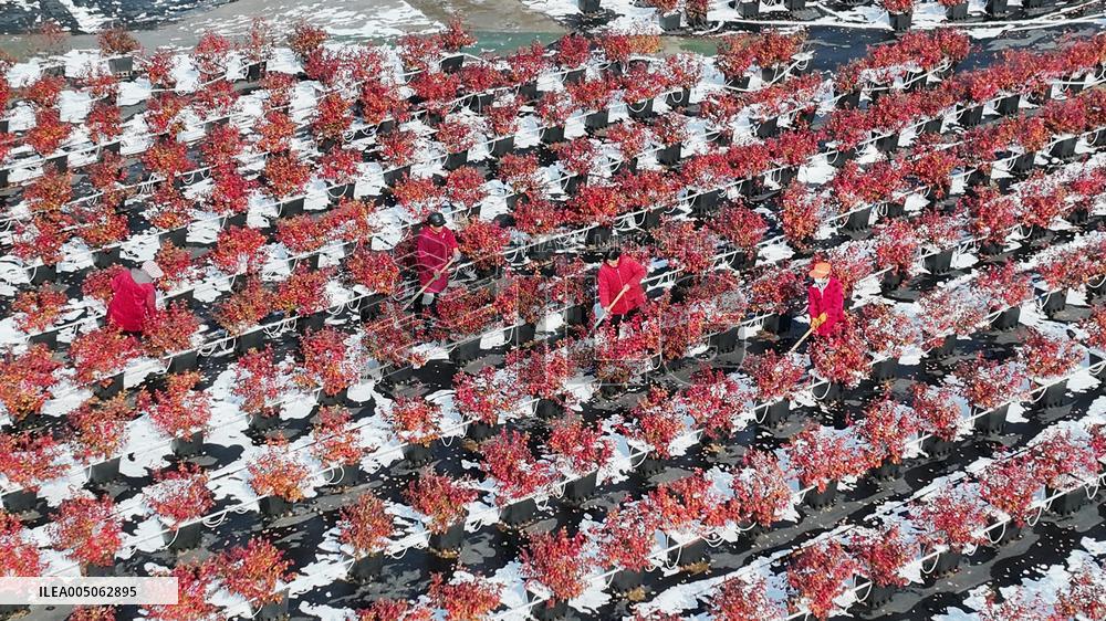 Blueberry Planting Base