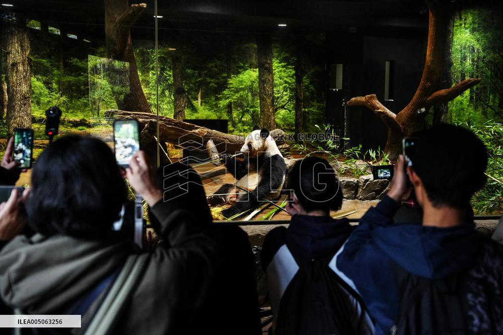 Giant Panda Returns to China - Tokyo