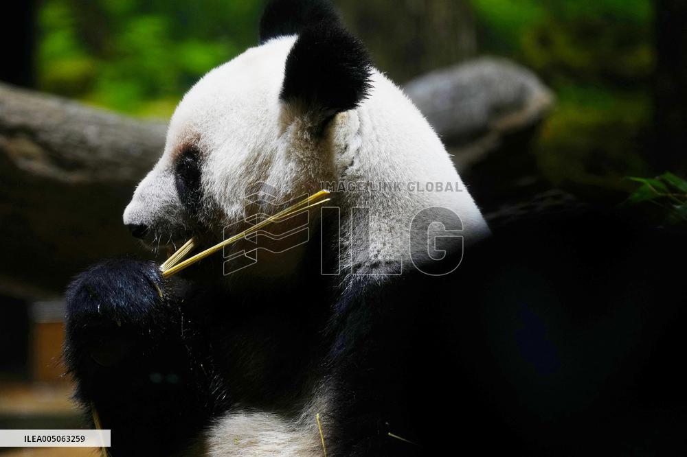 Giant Panda Returns to China - Tokyo