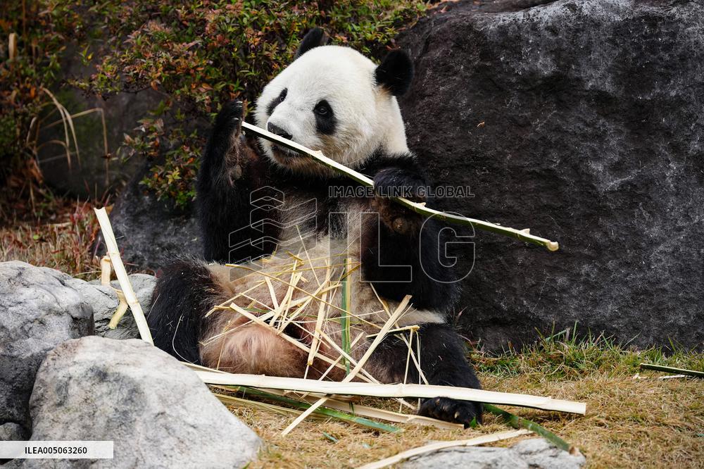 Giant Panda Returns to China - Tokyo
