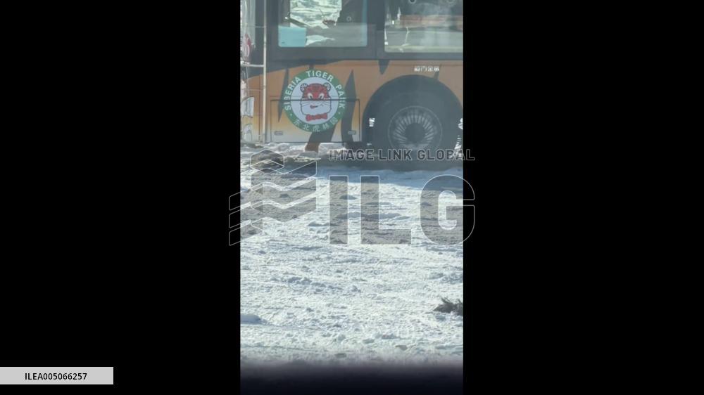 China: Clever Chicken Evades Tigers Under Sightseeing Vehicle on New Year’s Eve