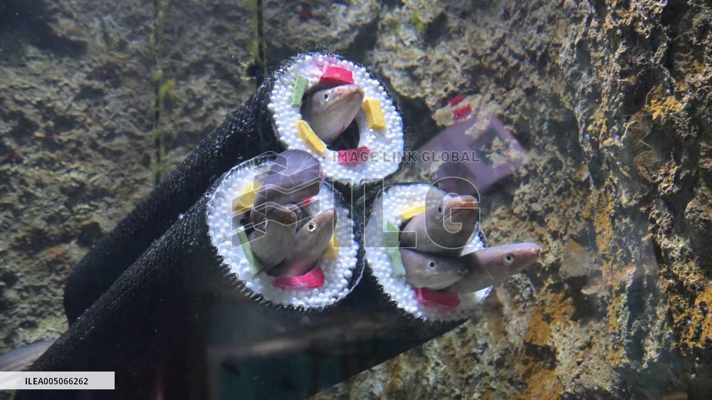 [Breaking News]Conger eels at northeastern Japan aquarium