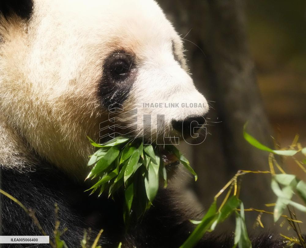 Final viewing day for Ueno zoo pandas