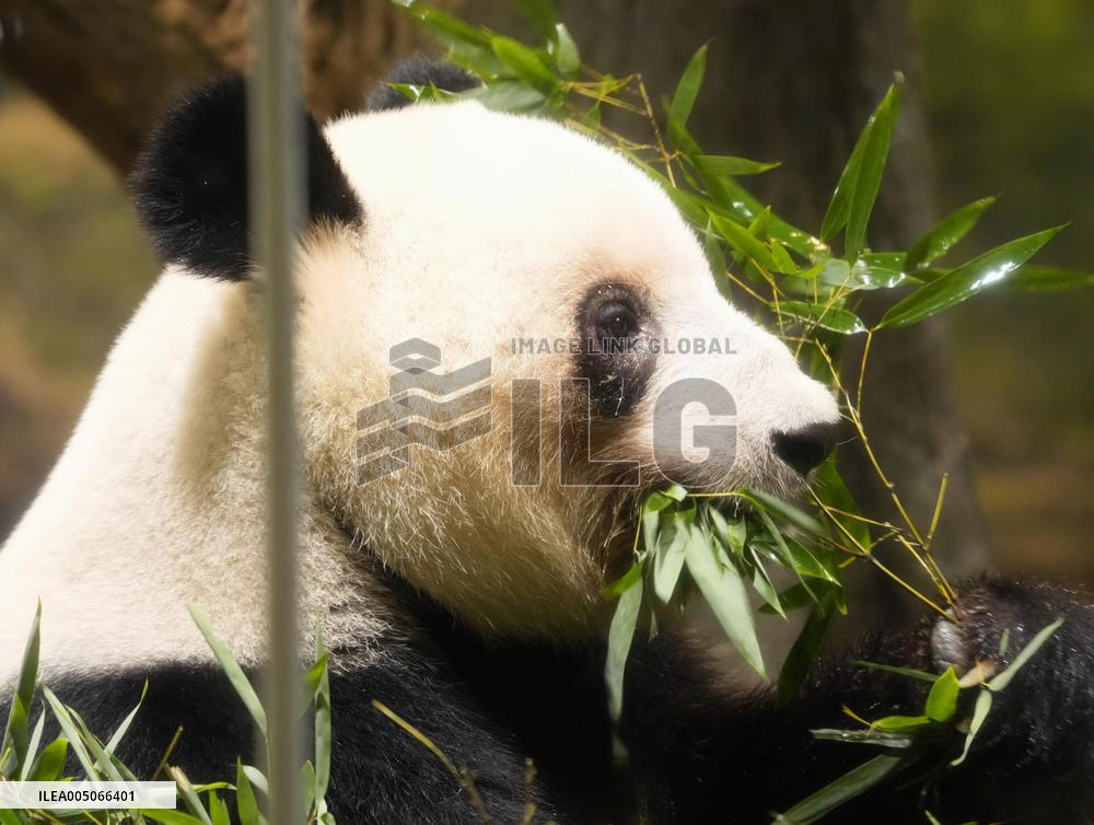 Final viewing day for Ueno zoo pandas