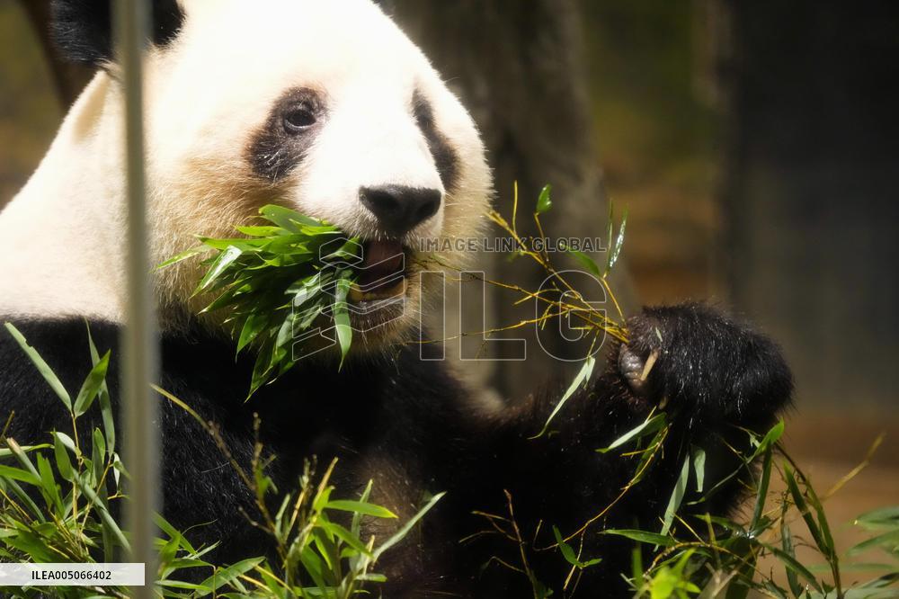 Final viewing day for Ueno zoo pandas