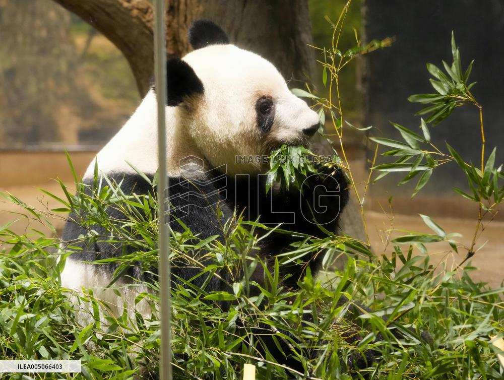 Final viewing day for Ueno zoo pandas