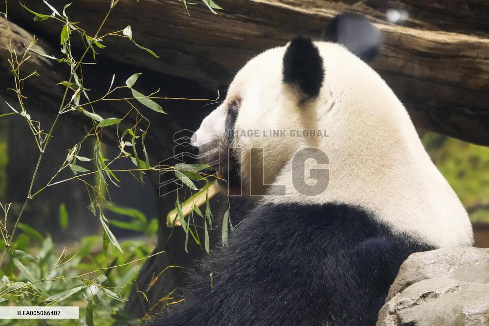 Final viewing day for Ueno zoo pandas