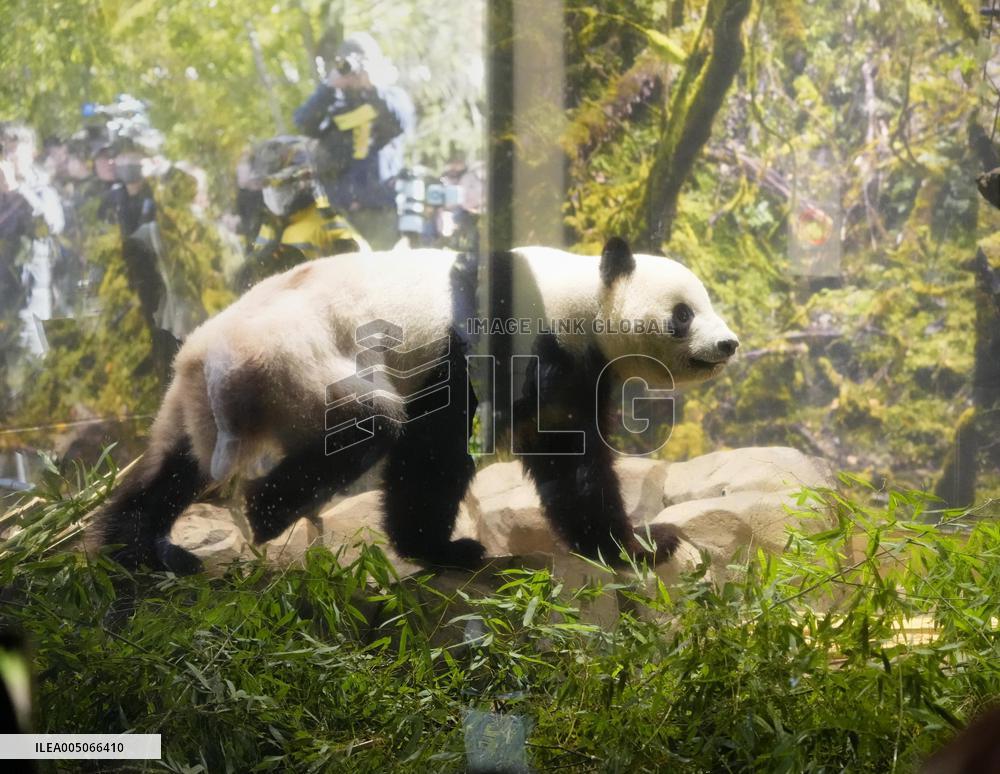 Final viewing day for Ueno zoo pandas