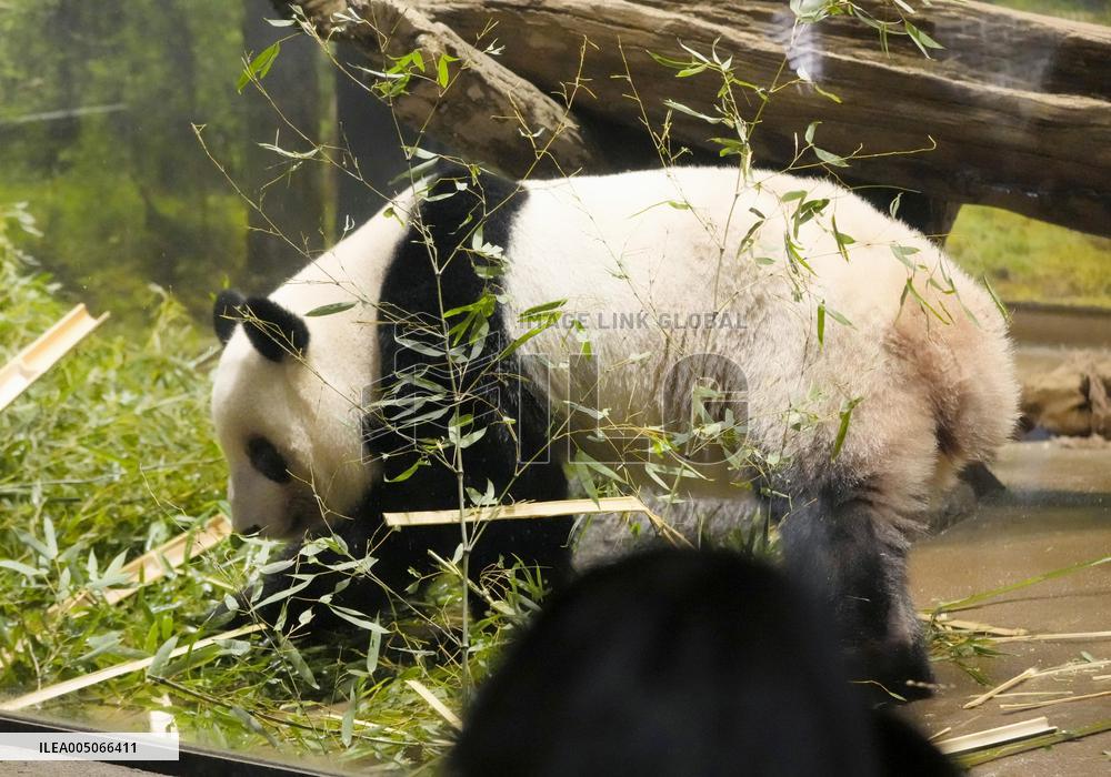 Final viewing day for Ueno zoo pandas