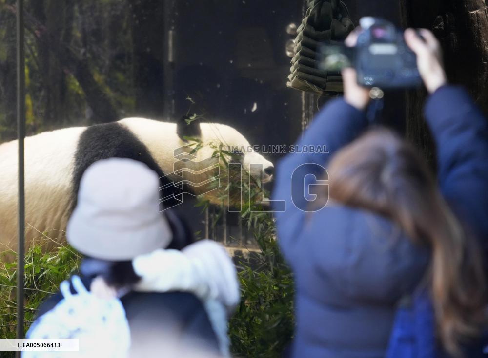 Final viewing day for Ueno zoo pandas