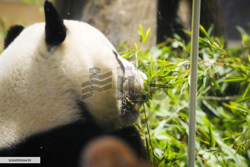 Final viewing day for Ueno zoo pandas