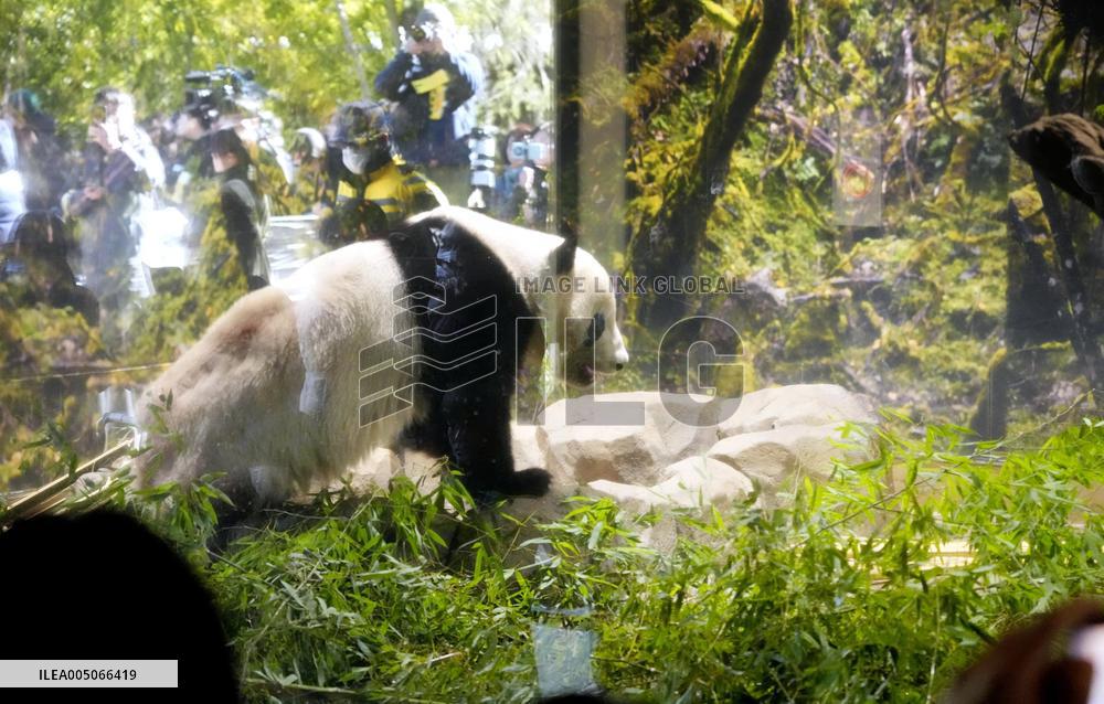 Final viewing day for Ueno zoo pandas
