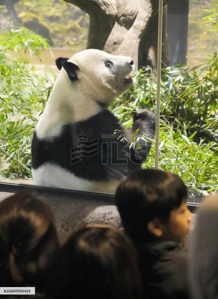 Final viewing day for Ueno zoo pandas