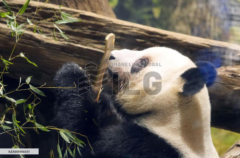 Final viewing day for Ueno zoo pandas