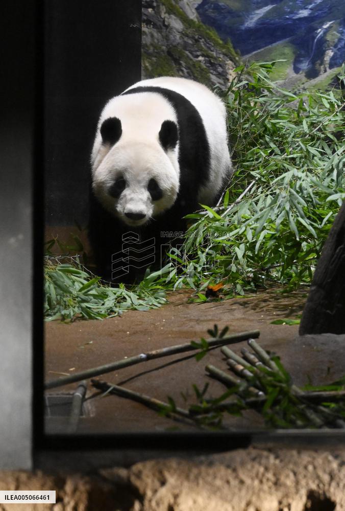 Final viewing day for Ueno zoo pandas