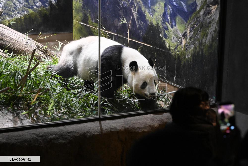 Final viewing day for Ueno zoo pandas