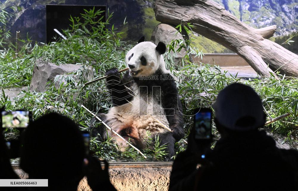Final viewing day for Ueno zoo pandas
