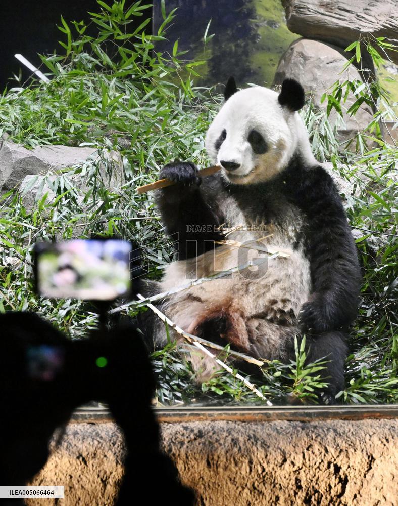 Final viewing day for Ueno zoo pandas