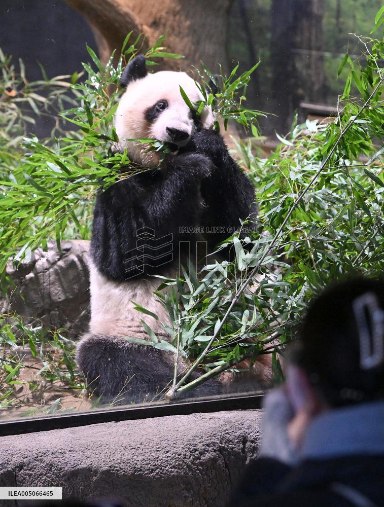 Final viewing day for Ueno zoo pandas