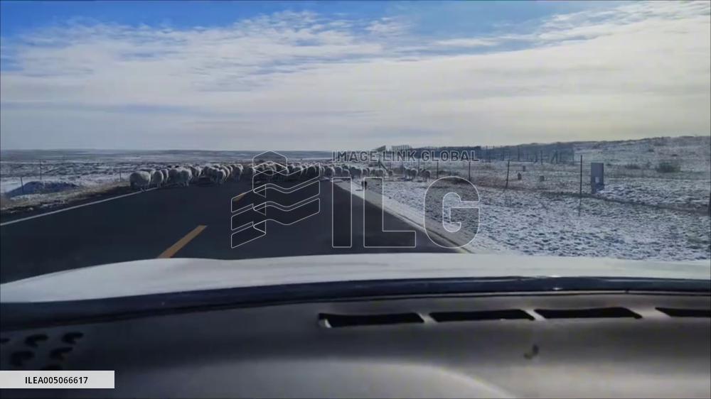China: “Shepherd Pig” Follows Flock of Sheep in Inner Mongolia