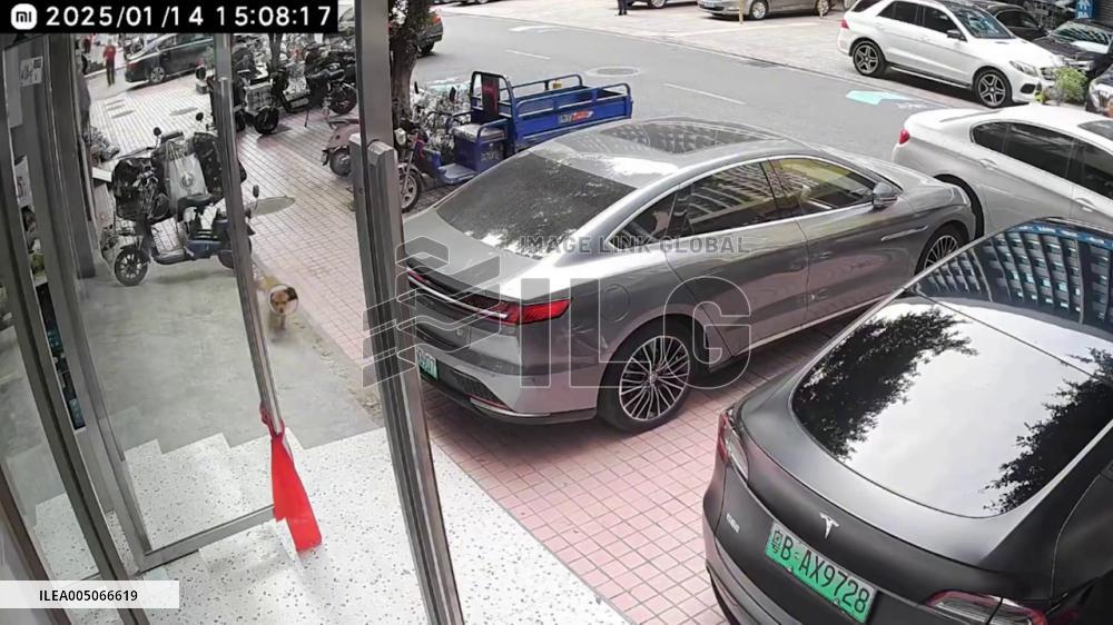 China: Injured Dog Walks Into Pet Hospital Alone for Treatment