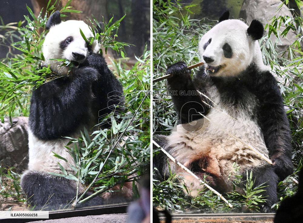 China return for Ueno zoo pandas