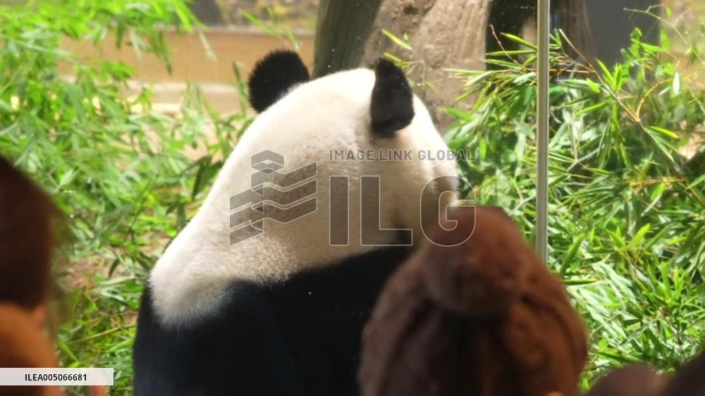 Final viewing day for Ueno zoo pandas