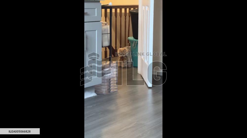 US: Cat Mother Drags Reluctant Kitten Across Living Room