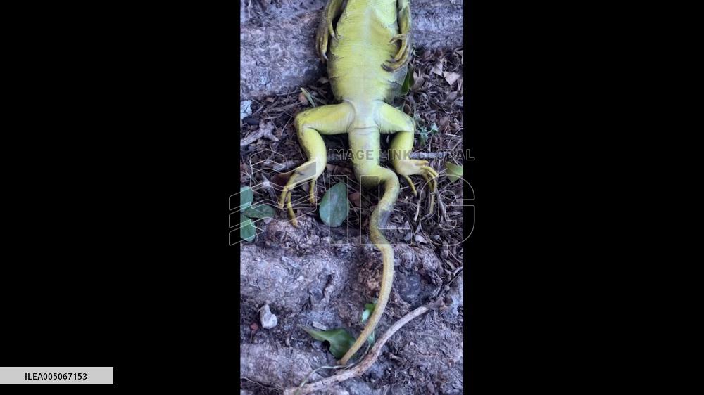 US: Cold Snap Sends Iguanas Falling From Trees Across South Florida