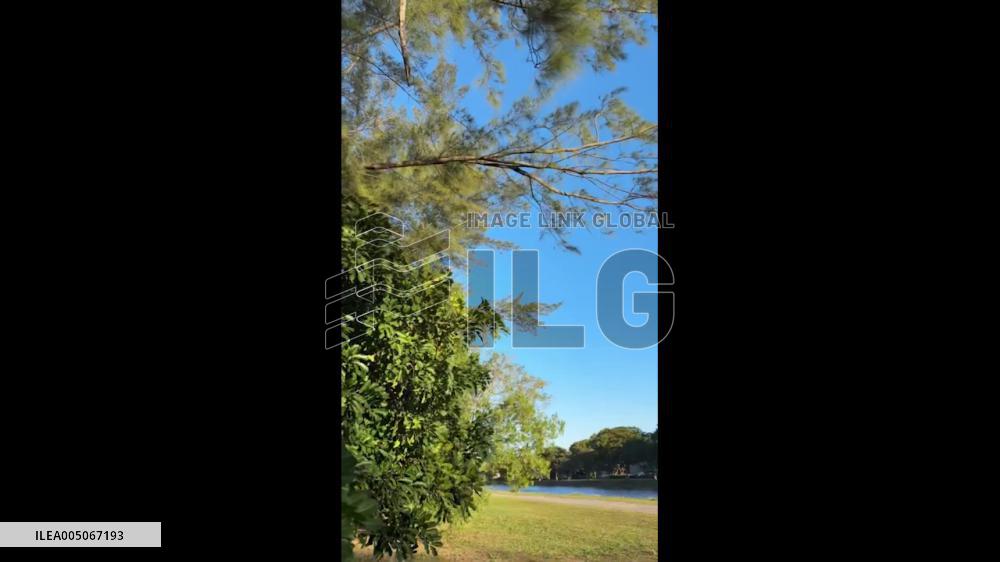 US: Cold Snap Sends Iguanas Falling From Trees Across South Florida 2