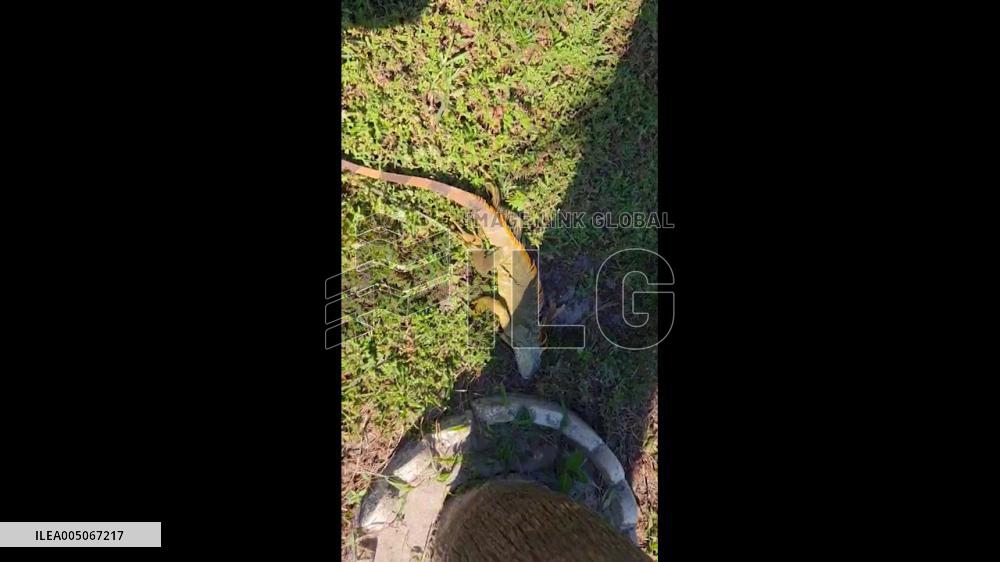 US: Cold Snap Sends Iguanas Falling From Trees Across South Florida 3