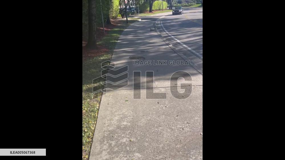 US: Cold Snap Sends Iguanas Falling From Trees Across South Florida 4