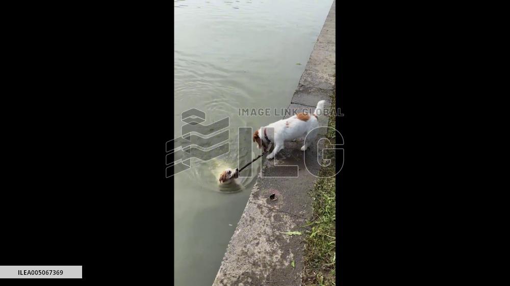 China: Loyal Dog Rescues Companion From Cold River Using Tree Branch in Shandong