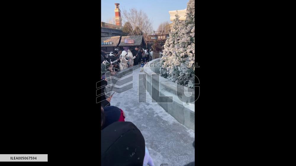 China: Penguins Race at Harbin Winter Attraction, Drawing Crowds
