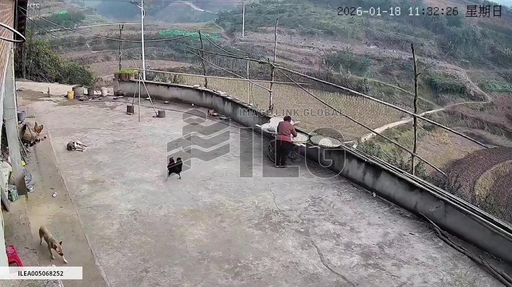 China: Mother Hen Tries to Defend Chicks as Eagle Snatches One in Village Courtyard