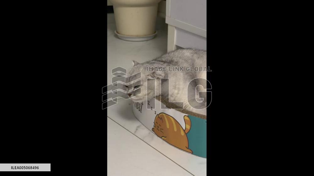 China: Cat Chatters After Hearing Bird-Like Sound