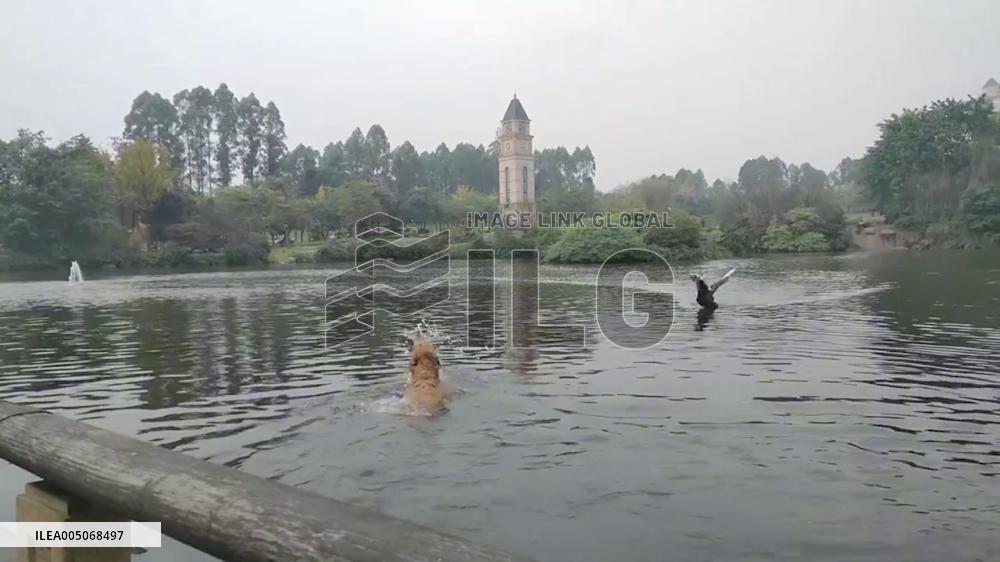 China: Black Swan Chases Golden Retriever Out of Park Lake