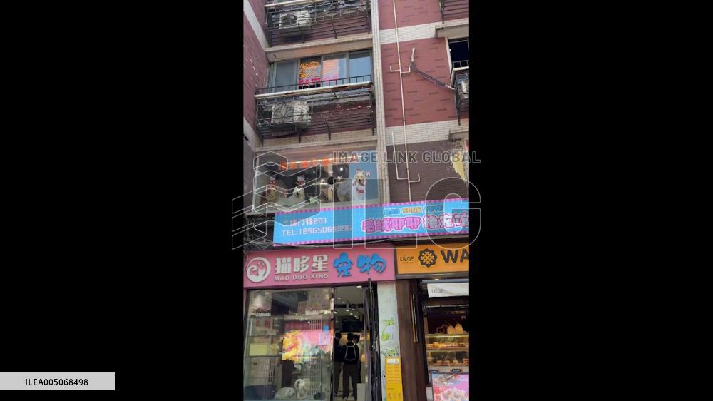 China: Samoyeds Poke Heads Through Café Window, Charming Passersby