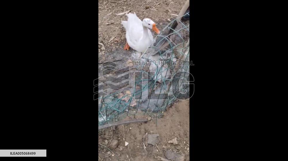 China: Man Rescues Goose Trapped on Ice in Tianjin