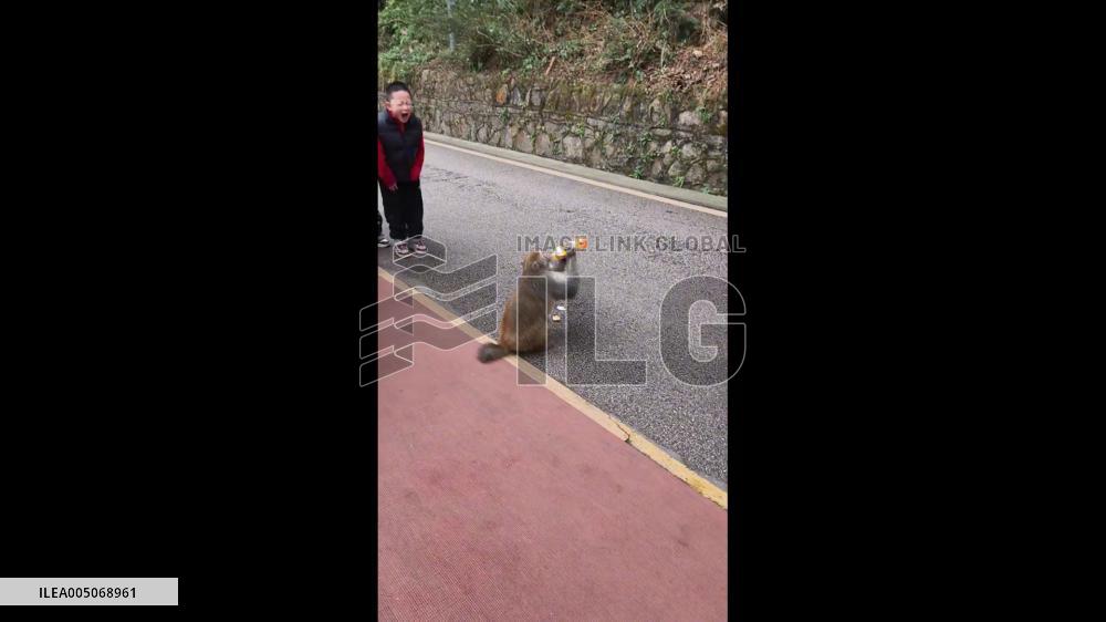 China: Child Stomps in Frustration as Monkey Drinks His Iced Tea