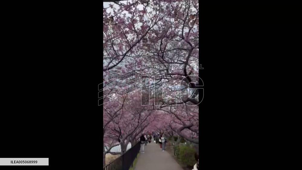 Japan: Early-Blooming Kawazu Cherry Blossoms Reached Best Viewing Period 2