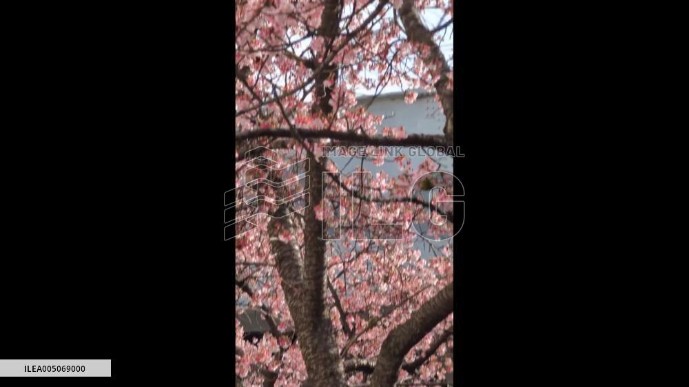 Japan: Early-Blooming Kawazu Cherry Blossoms Reached Best Viewing Period