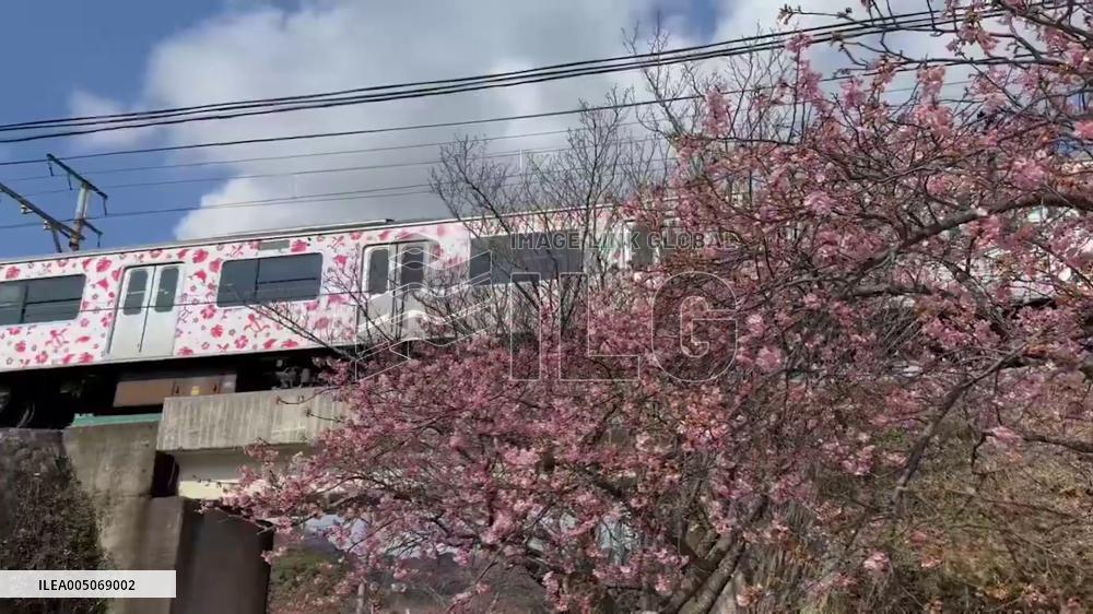 Japan: Early-Blooming Kawazu Cherry Blossoms Reached Best Viewing Period 3