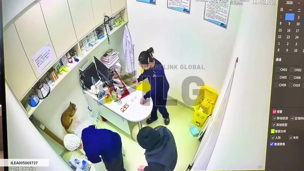 China: Chaos Ensues as Cats Run Wild in Animal Clinic in Shandong