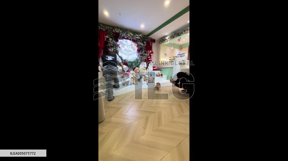 China: Sleepy Husky Struggles to Stay Awake at Dog Party in Chongqing